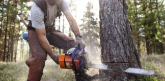 Condamnat după ce a tăiat un fag din pădurea sa