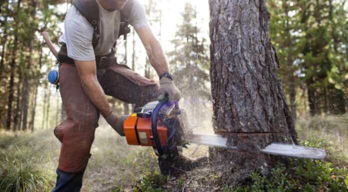 Condamnat după ce a tăiat un fag din pădurea sa