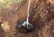 Agricultura pe înțelesul tuturor – Cum puteți înființa corect plantația de pomi și arbuști fructiferi – (2)