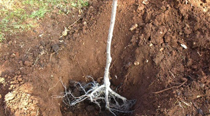 Agricultura pe înțelesul tuturor – Cum puteți înființa corect plantația de pomi și arbuști fructiferi – (2)