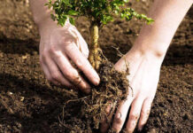 Agricultura pe înțelesul tuturor – Cum puteți înființa corect plantația de pomi și arbuști fructiferi – (1)