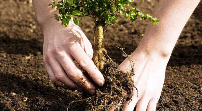 Agricultura pe înțelesul tuturor – Cum puteți înființa corect plantația de pomi și arbuști fructiferi – (1)