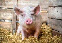 Examinarea cărnii de porc și servicii de asomare, gratuite la Bălești