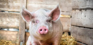 Examinarea cărnii de porc și servicii de asomare, gratuite la Bălești