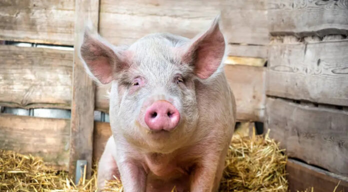 Examinarea cărnii de porc și servicii de asomare, gratuite la Bălești