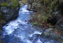 Astenii de toamnă – La vreme de ,,Brumar” – Pe valea Şusitei Verzi