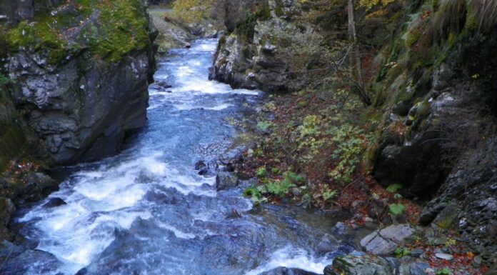 Astenii de toamnă – La vreme de ,,Brumar” – Pe valea Şusitei Verzi