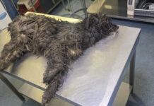 Protecția Animalelor cercetează otrăvirea câinilor din Mătăsari