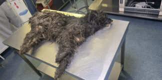 Protecția Animalelor cercetează otrăvirea câinilor din Mătăsari