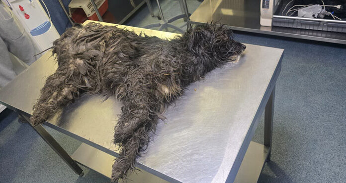 Protecția Animalelor cercetează otrăvirea câinilor din Mătăsari