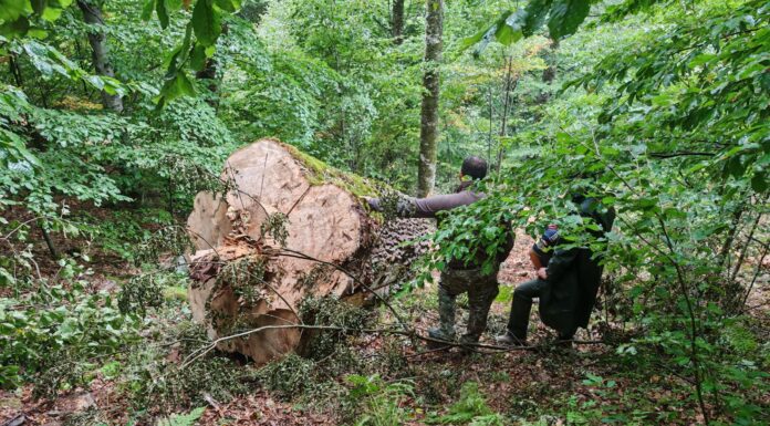 FOTO/VIDEO: Percheziții în Gorj și Mureș