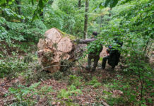 Trei bărbați, între care și un pădurar din Polovragi, reținuți după percheziții