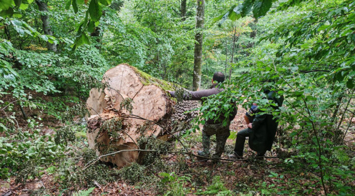 Trei bărbați, între care și un pădurar din Polovragi, reținuți după percheziții