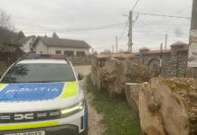 VIDEO: Percheziții în Gorj și Mureș, după tăierea unui arbore dintr-o specie rară folosit pentru instrumente muzicale