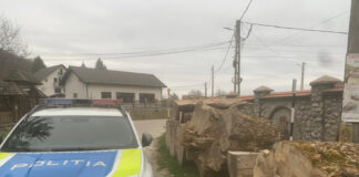 VIDEO: Percheziții în Gorj și Mureș, după tăierea unui arbore dintr-o specie rară folosit pentru instrumente muzicale