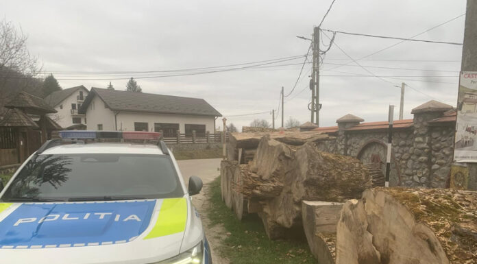VIDEO: Percheziții în Gorj și Mureș, după tăierea unui arbore dintr-o specie rară folosit pentru instrumente muzicale
