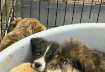 Abandonați la Ceauru, Bălești