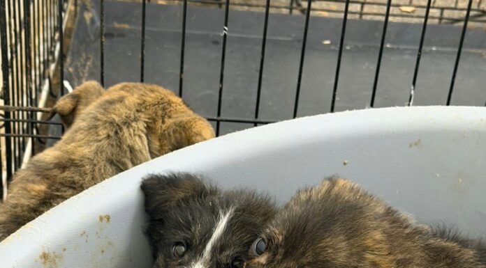 Abandonați la Ceauru, Bălești