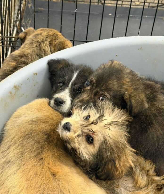 WhatsApp Image 2025-12-17 at 12.55.43