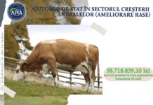 APIA: Bani pentru doi crescători de animale din Gorj