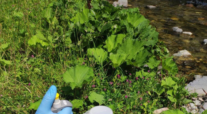 S-au luat probe din Jiu. Nivelul poluării