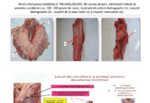 Examinarea trichineloscopică a cărnii de porc, obligatorie. Unde poate fi făcută în Gorj și cât costă