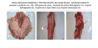 Examinarea trichineloscopică a cărnii de porc, obligatorie. Unde poate fi făcută în Gorj și cât costă