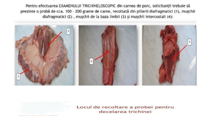 Examinarea trichineloscopică a cărnii de porc, obligatorie. Unde poate fi făcută în Gorj și cât costă