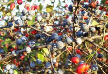 D-ale noastre… – Ipocrizii naturistice