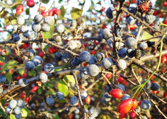 D-ale noastre… – Ipocrizii naturistice