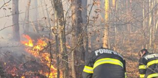 Gorjul, în fruntea județelor cu cele mai multe incendii de pădure