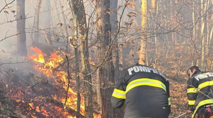 Gorjul, în fruntea județelor cu cele mai multe incendii de pădure