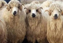 Trei hoți din Dolj și Mehedinți, reținuți după ce au furat 20 de oi