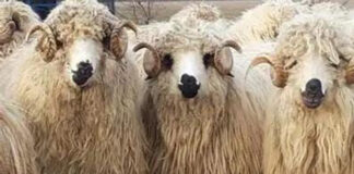 Trei hoți din Dolj și Mehedinți, reținuți după ce au furat 20 de oi