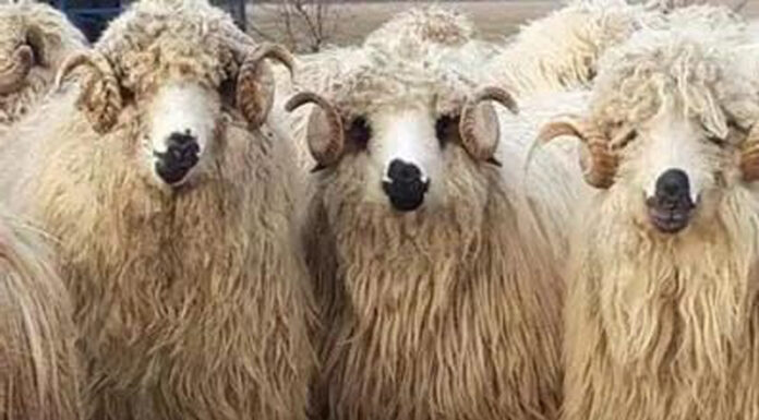 Trei hoți din Dolj și Mehedinți, reținuți după ce au furat 20 de oi