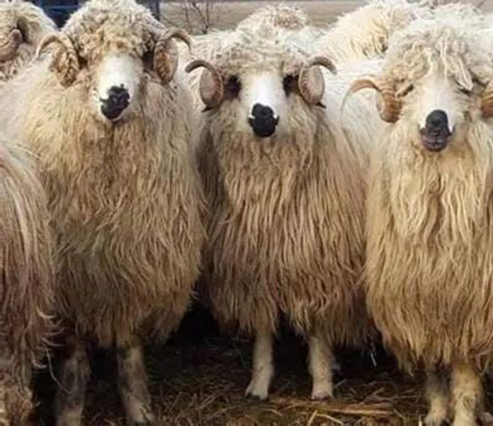 Trei hoți din Dolj și Mehedinți, reținuți după ce au furat 20 de oi