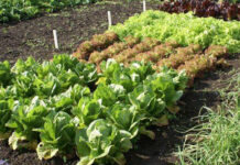 Agricultura pe înțelesul tuturor – Recolte multiple de legume prin asocierea culturilor