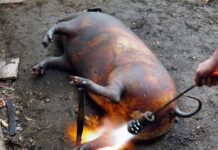 Testare gratuită pentru carnea de porc la Bâlteni