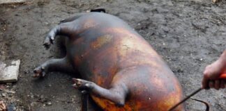 Testare gratuită pentru carnea de porc la Bâlteni