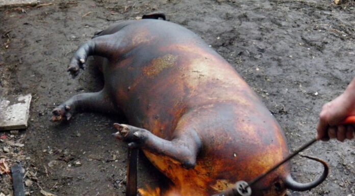 Testare gratuită pentru carnea de porc la Bâlteni