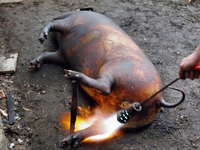 Testare gratuită pentru carnea de porc la Bâlteni