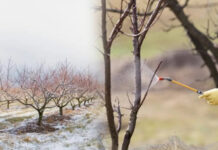 Agricultura pe înțelesul tuturor – Lucrări agricole în repausul vegetativ