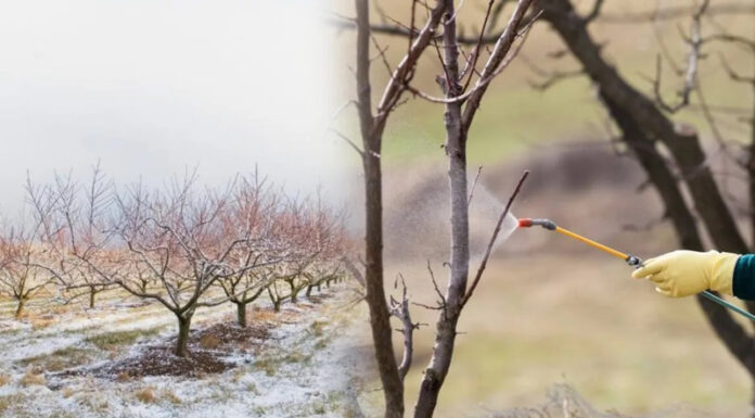 Agricultura pe înțelesul tuturor – Lucrări agricole în repausul vegetativ