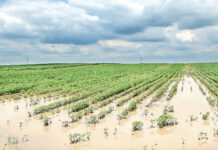 Agricultura pe înțelesul tuturor – Protejarea culturilor la excesul de umiditate din toamnă