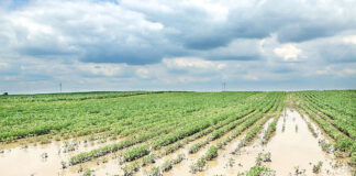 Agricultura pe înțelesul tuturor – Protejarea culturilor la excesul de umiditate din toamnă