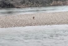 VIDEO: Imagini emoționante cu un câine salvat de pompieri