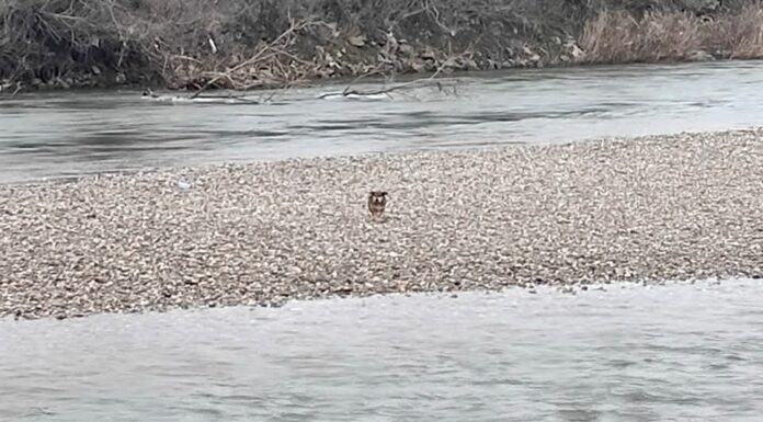 VIDEO: Imagini emoționante cu un câine salvat de pompieri