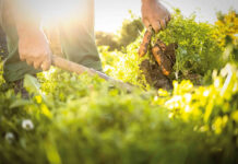 Agricultura pe înțelesul tuturor – Cum să ne protejăm ecologic grădina, casa și gospodăria (1)