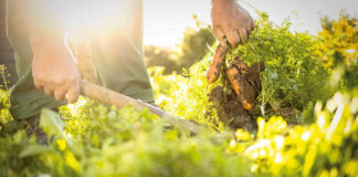 Agricultura pe înțelesul tuturor – Cum să ne protejăm ecologic grădina, casa și gospodăria (1)