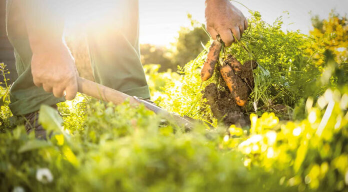 Agricultura pe înțelesul tuturor – Cum să ne protejăm ecologic grădina, casa și gospodăria (1)